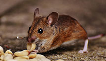 24 Hour & Emergency Exterminators in Theodore, AL